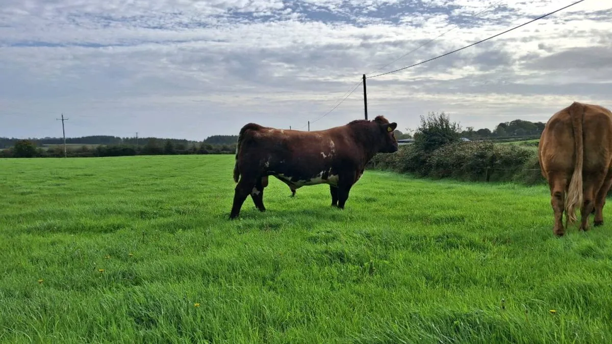PBR Shorthorn Bull - Image 3