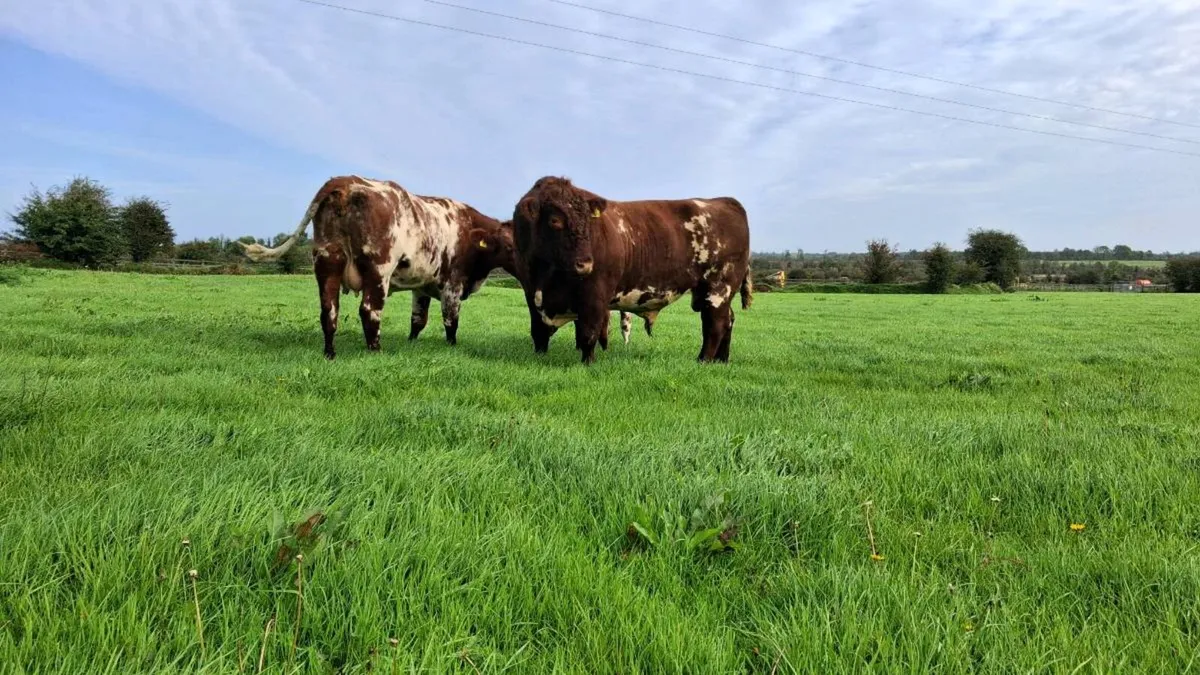 PBR Shorthorn Bull - Image 4