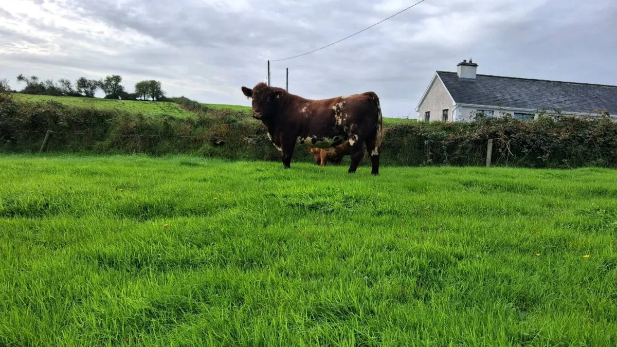PBR Shorthorn Bull - Image 1