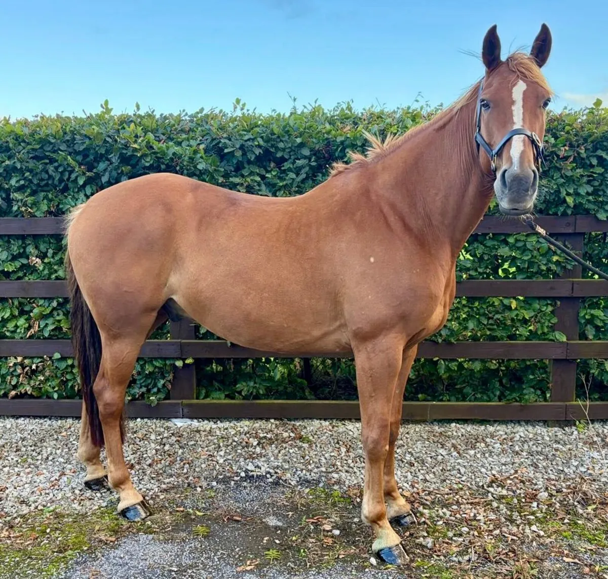 Experienced Irish Sport Horse (TIH) - Image 1