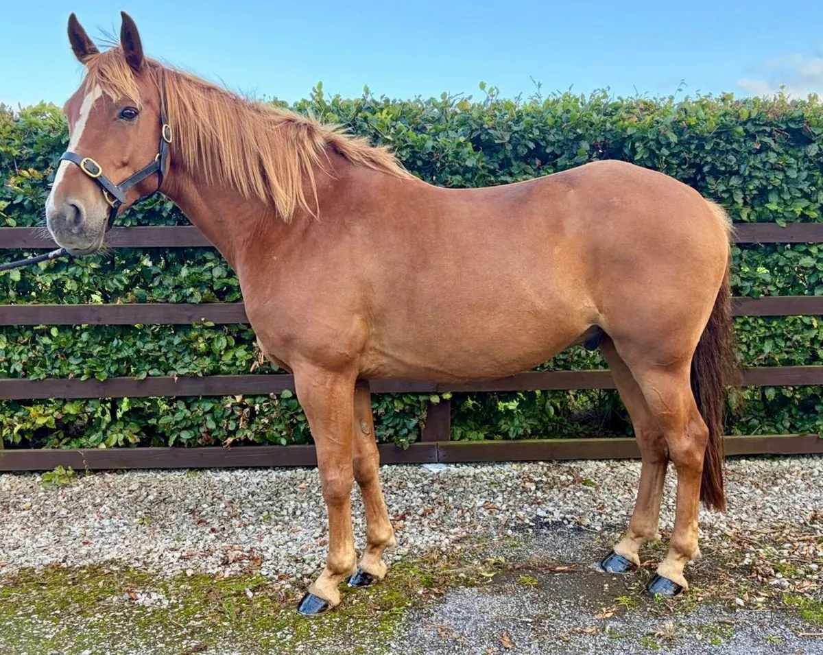 Experienced Irish Sport Horse (TIH) - Image 3