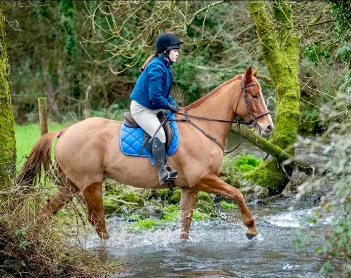 Experienced Irish Sport Horse (TIH) - Image 4