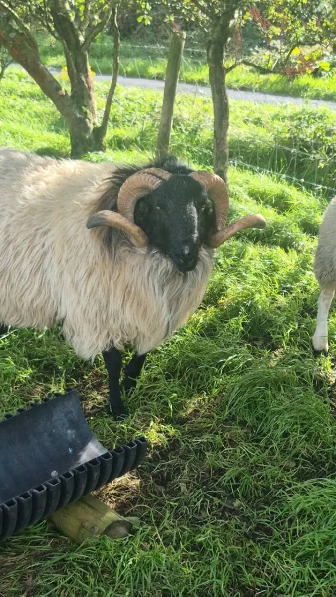 Hogget Ram - Image 1