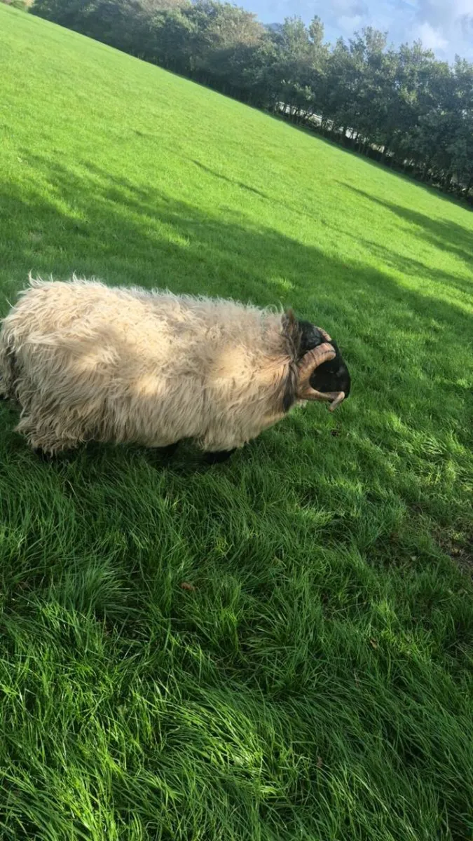 Hogget Ram - Image 2