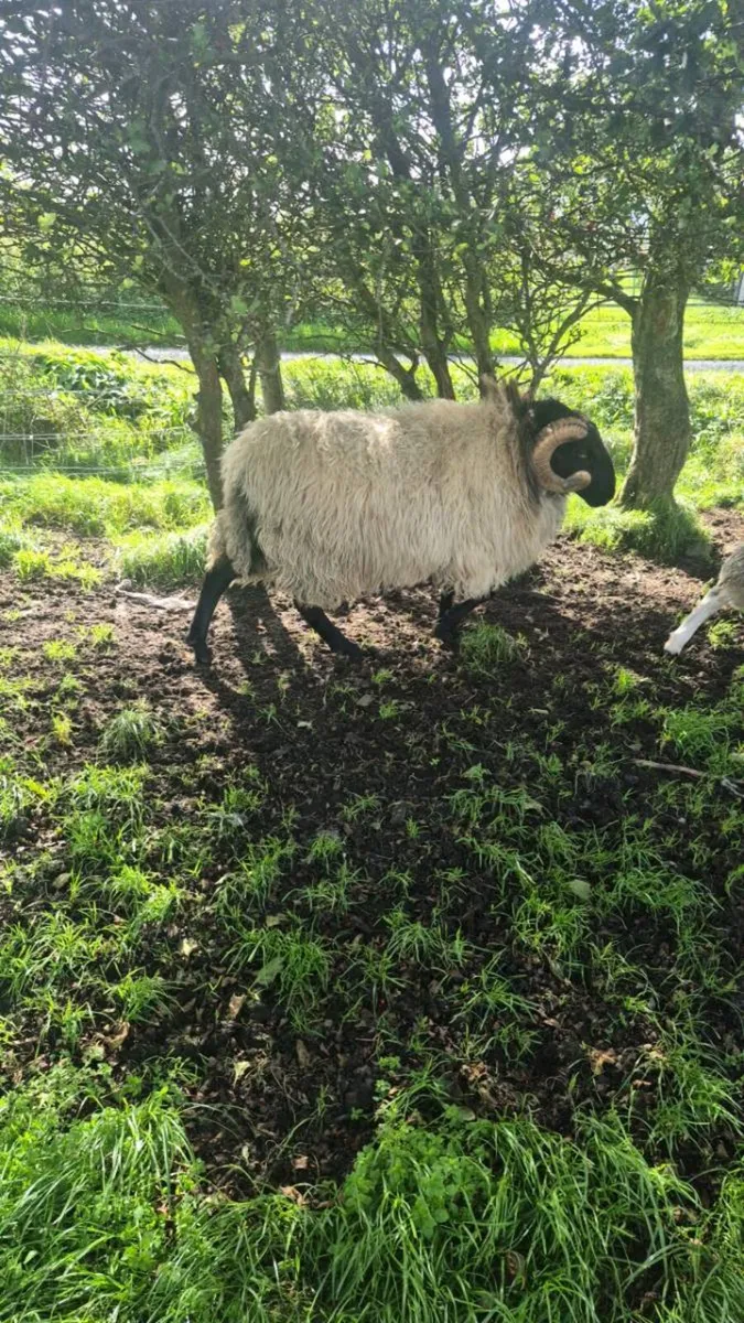 Hogget Ram - Image 3