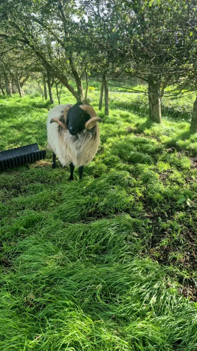 Hogget Ram - Image 4