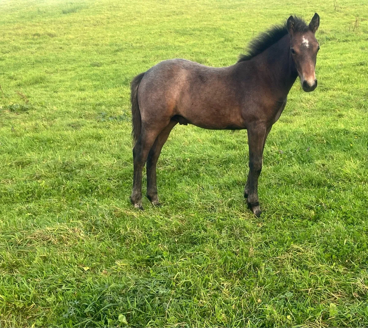 Connemara colt foal - Image 1