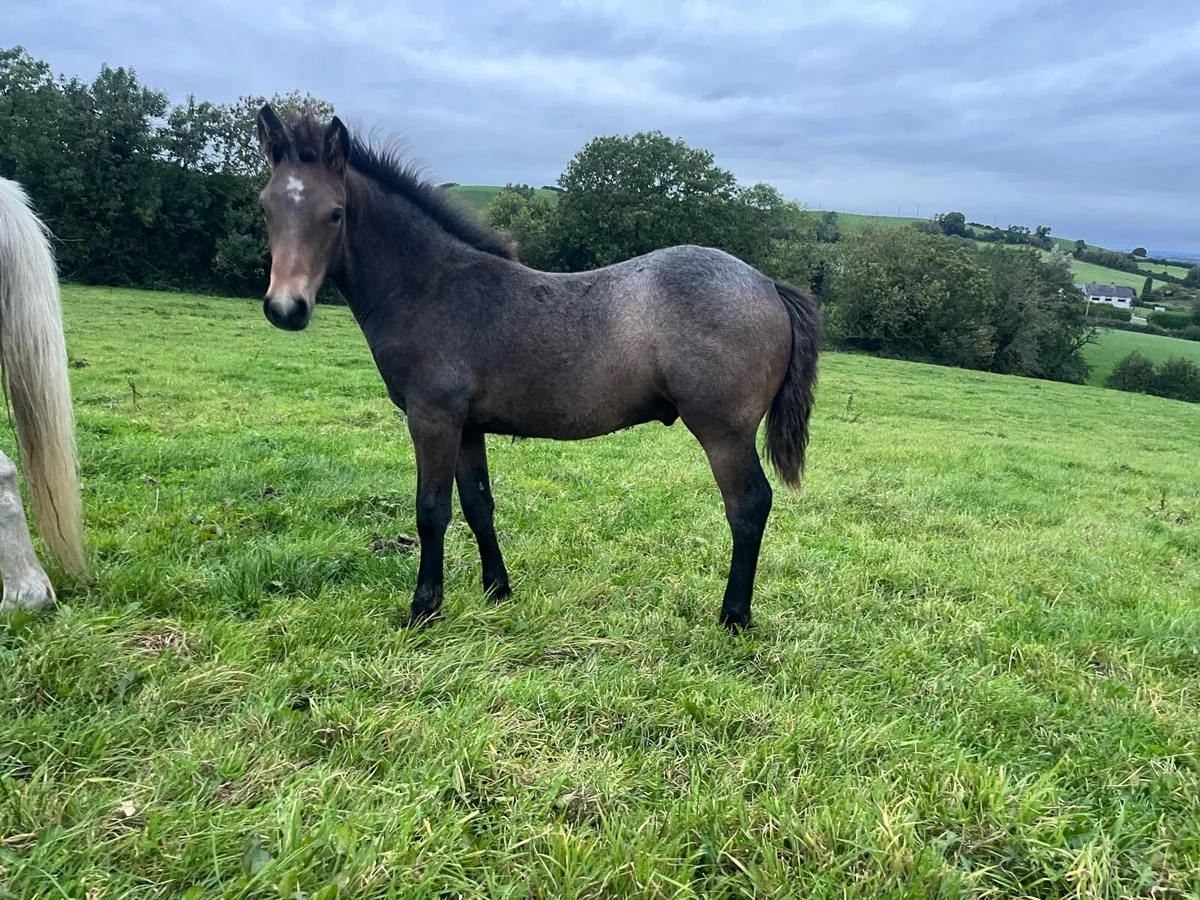 Connemara colt foal - Image 2