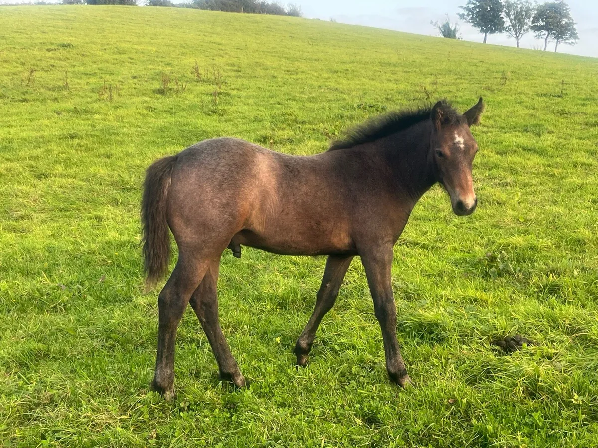 Connemara colt foal - Image 4