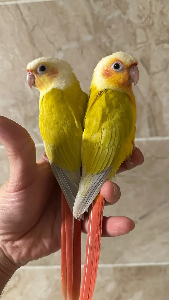 Hand Reared Conures - Image 1