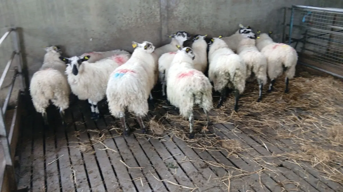 Mayo mule ewe lambs - Image 1