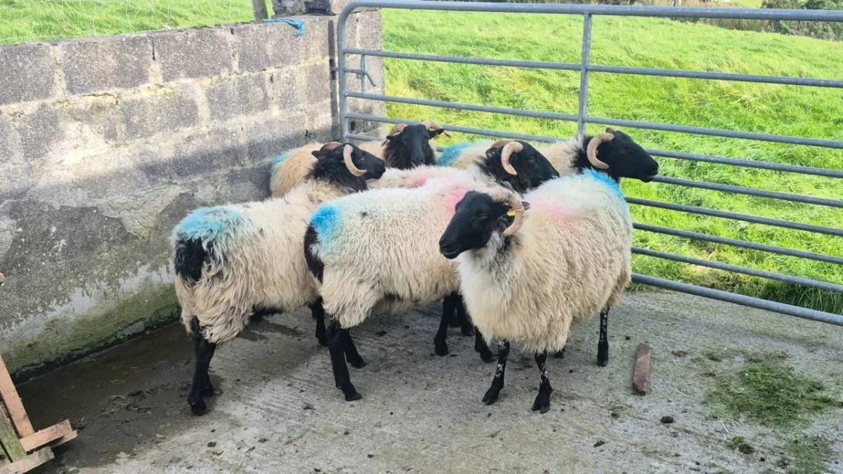 Hogget Ewes - Image 1