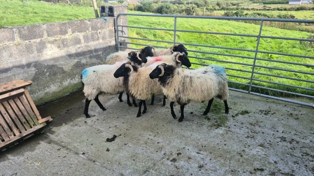 Hogget Ewes - Image 2
