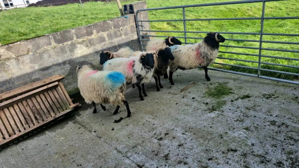 Hogget Ewes - Image 3