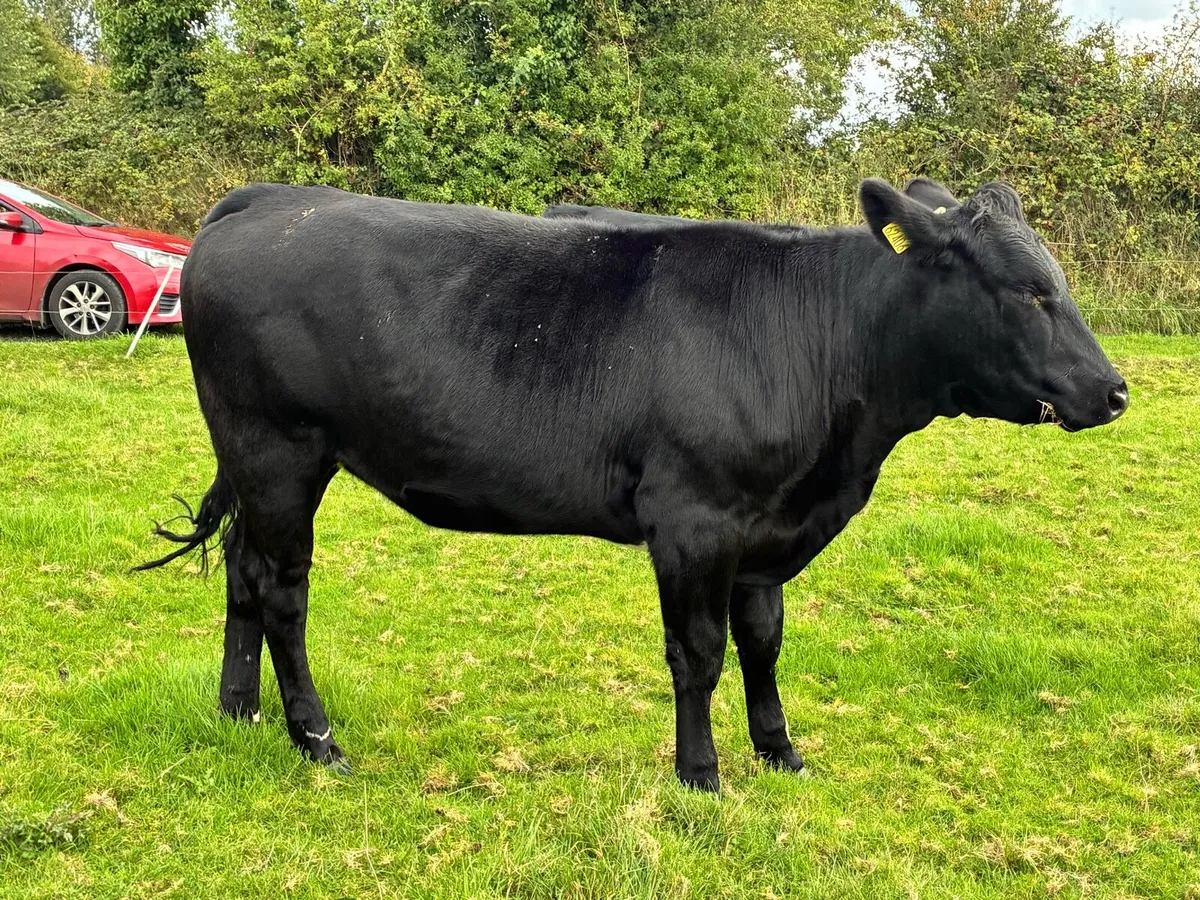 10 Angus store heifers for sale - Image 4