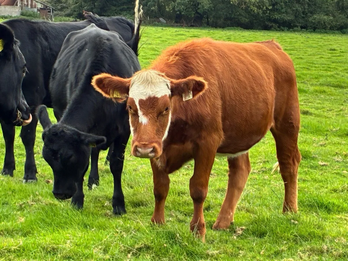 10 Angus store heifers for sale - Image 1