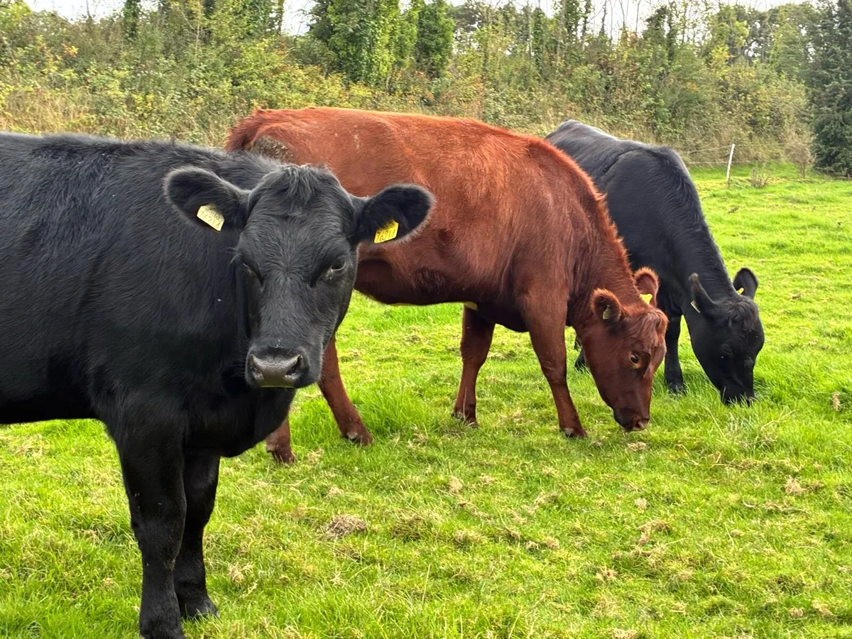 10 Angus store heifers for sale - Image 2