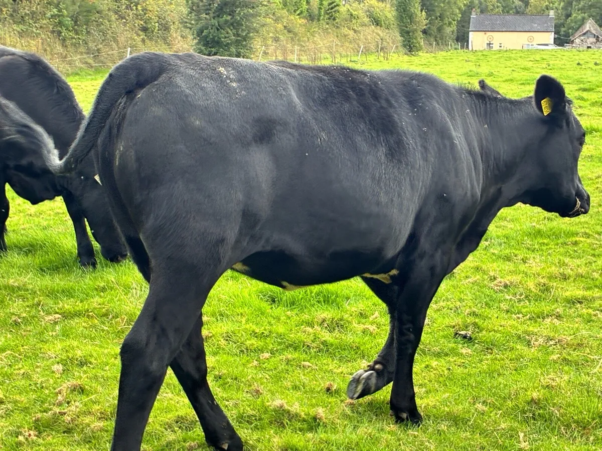 10 Angus store heifers for sale - Image 3