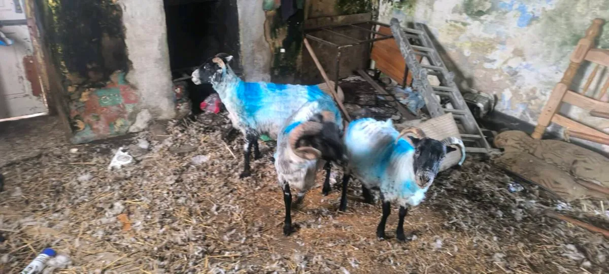 Sheep - Image 4