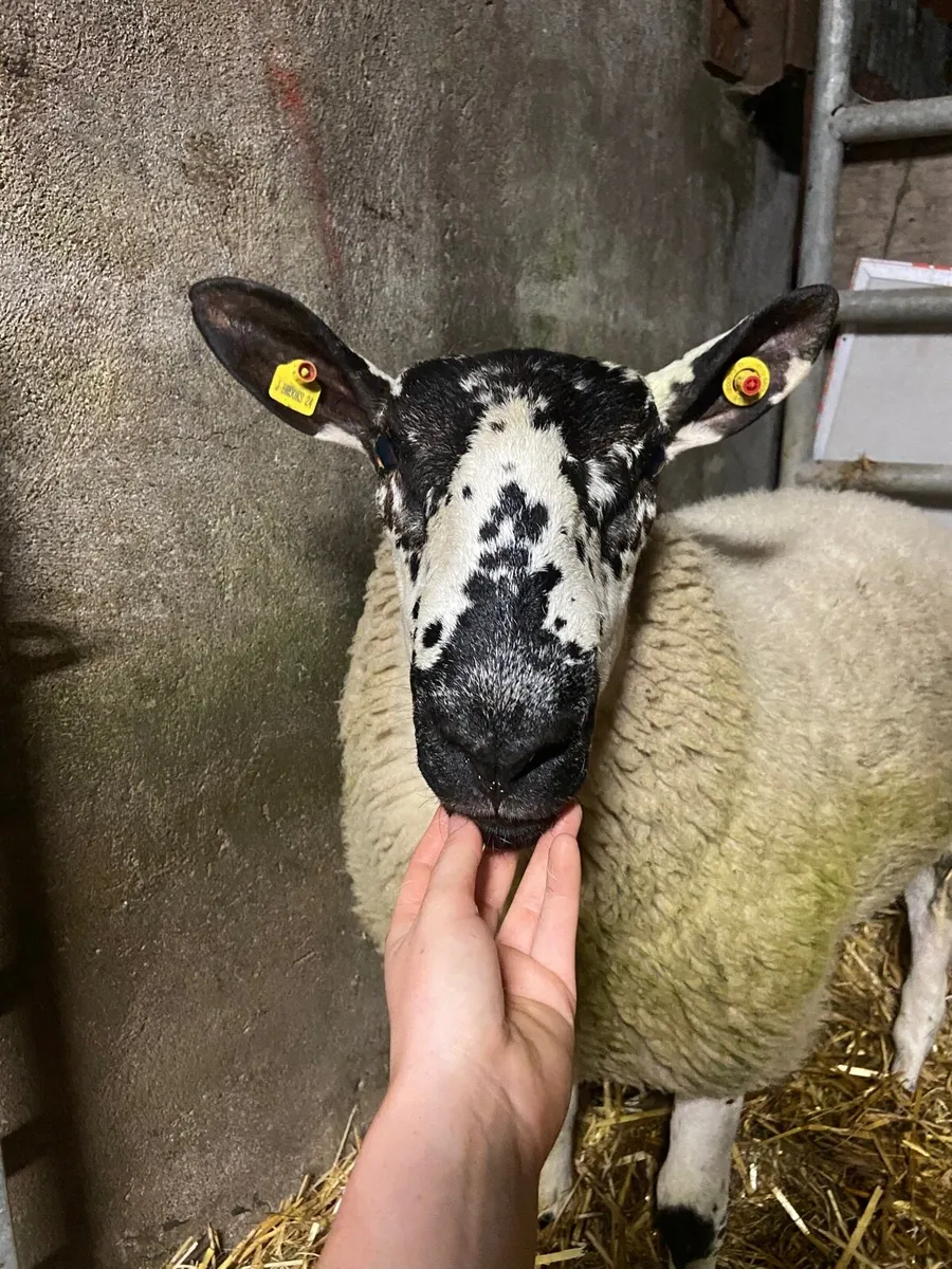 Purebred Milford Ram - Image 1