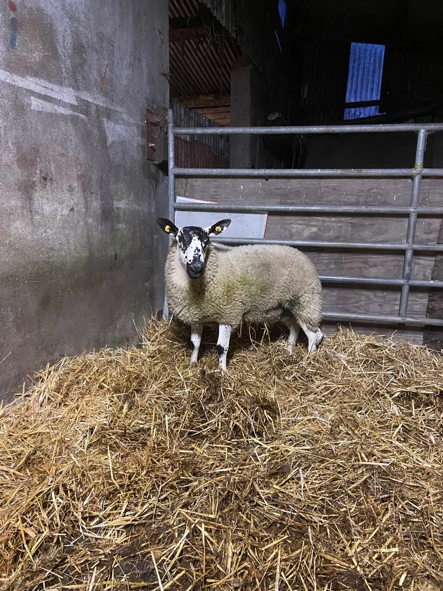 Purebred Milford Ram - Image 2