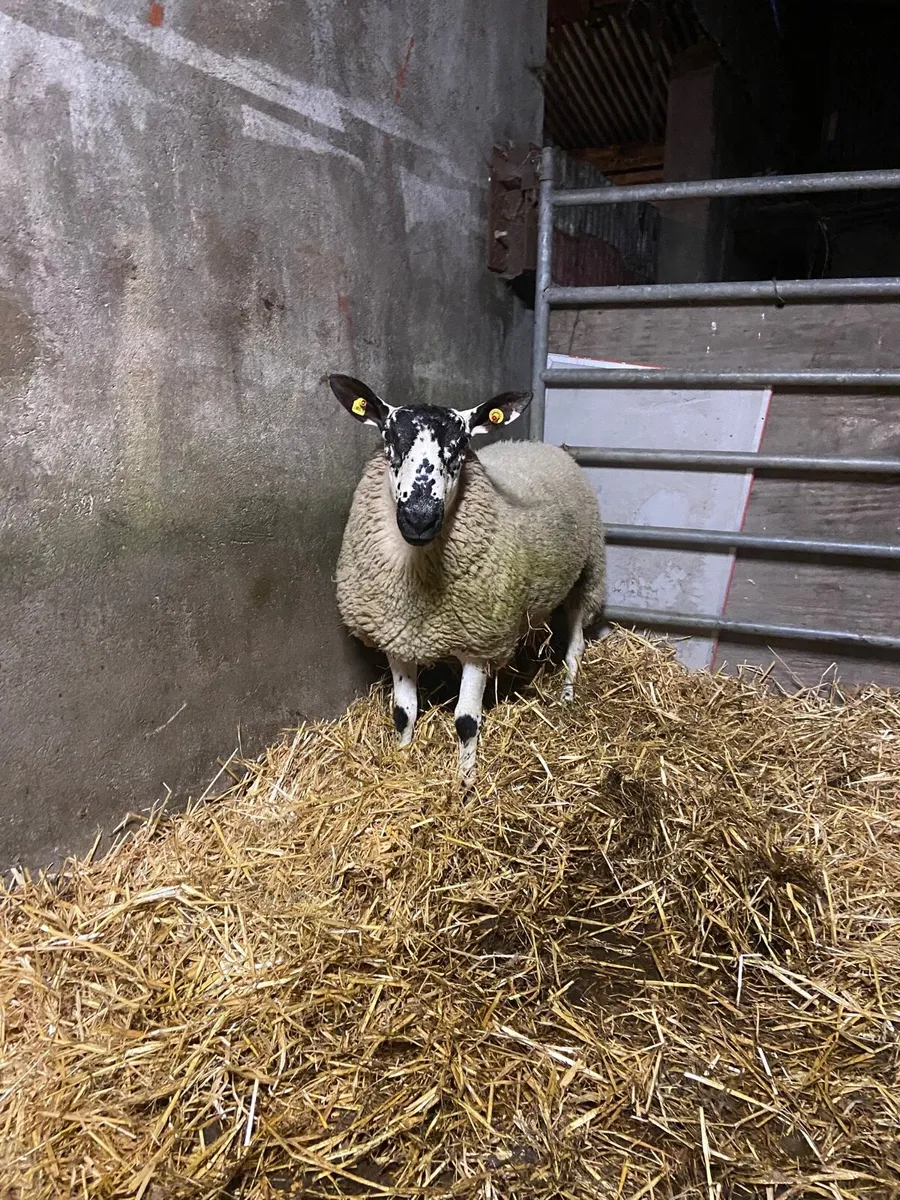 Purebred Milford Ram - Image 3
