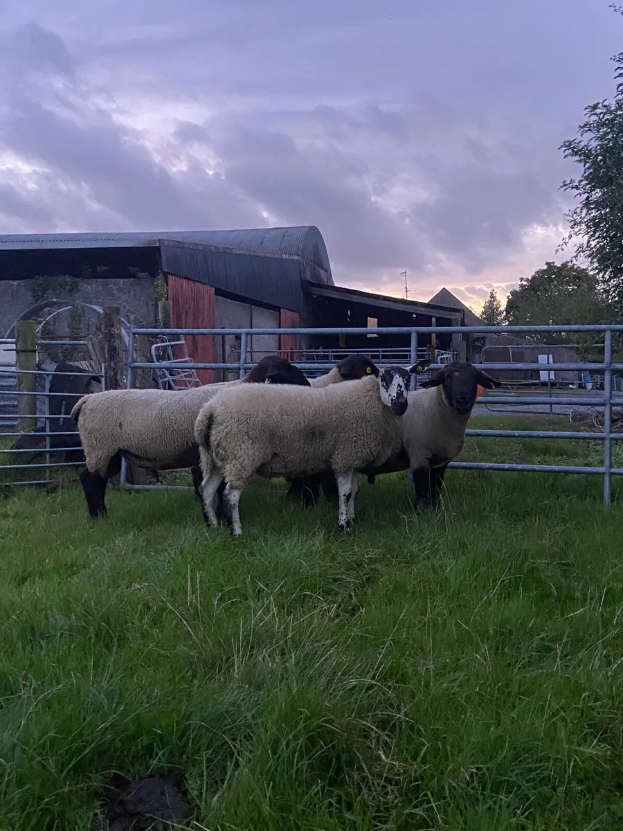 Purebred Milford Ram - Image 4