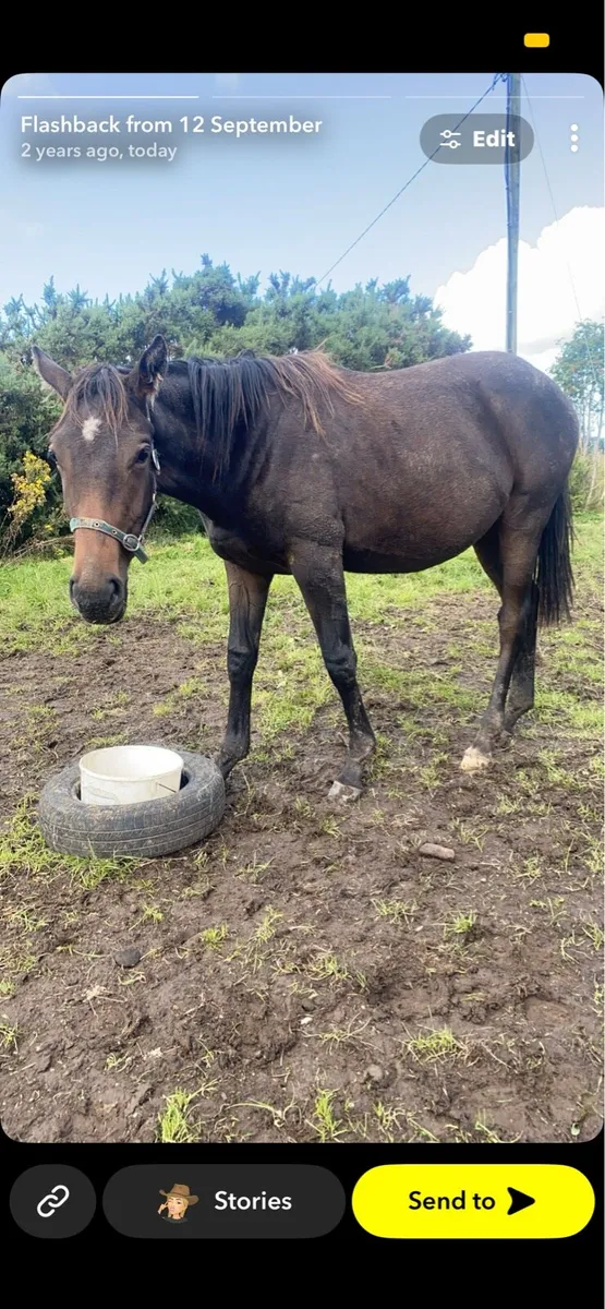 15.2 Filly - Image 2