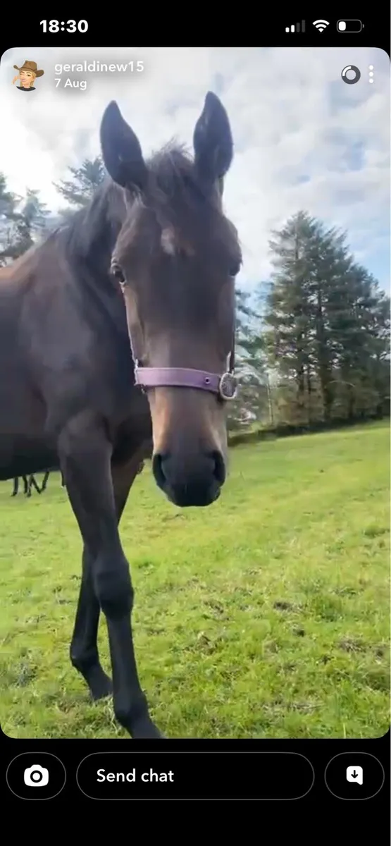 15.2 Filly - Image 1