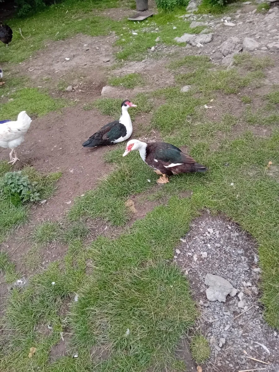 Muscovy ducks and drakes - Image 1
