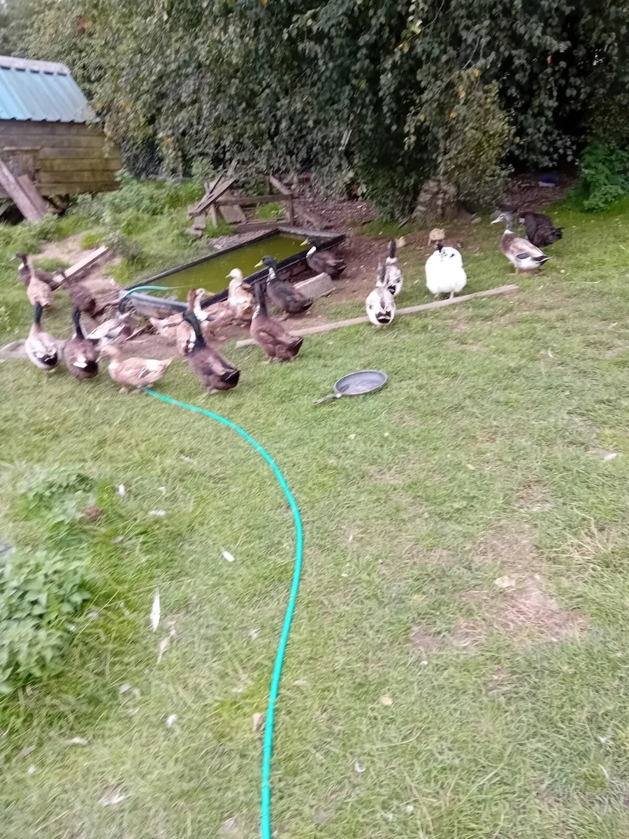 Muscovy ducks and drakes - Image 2