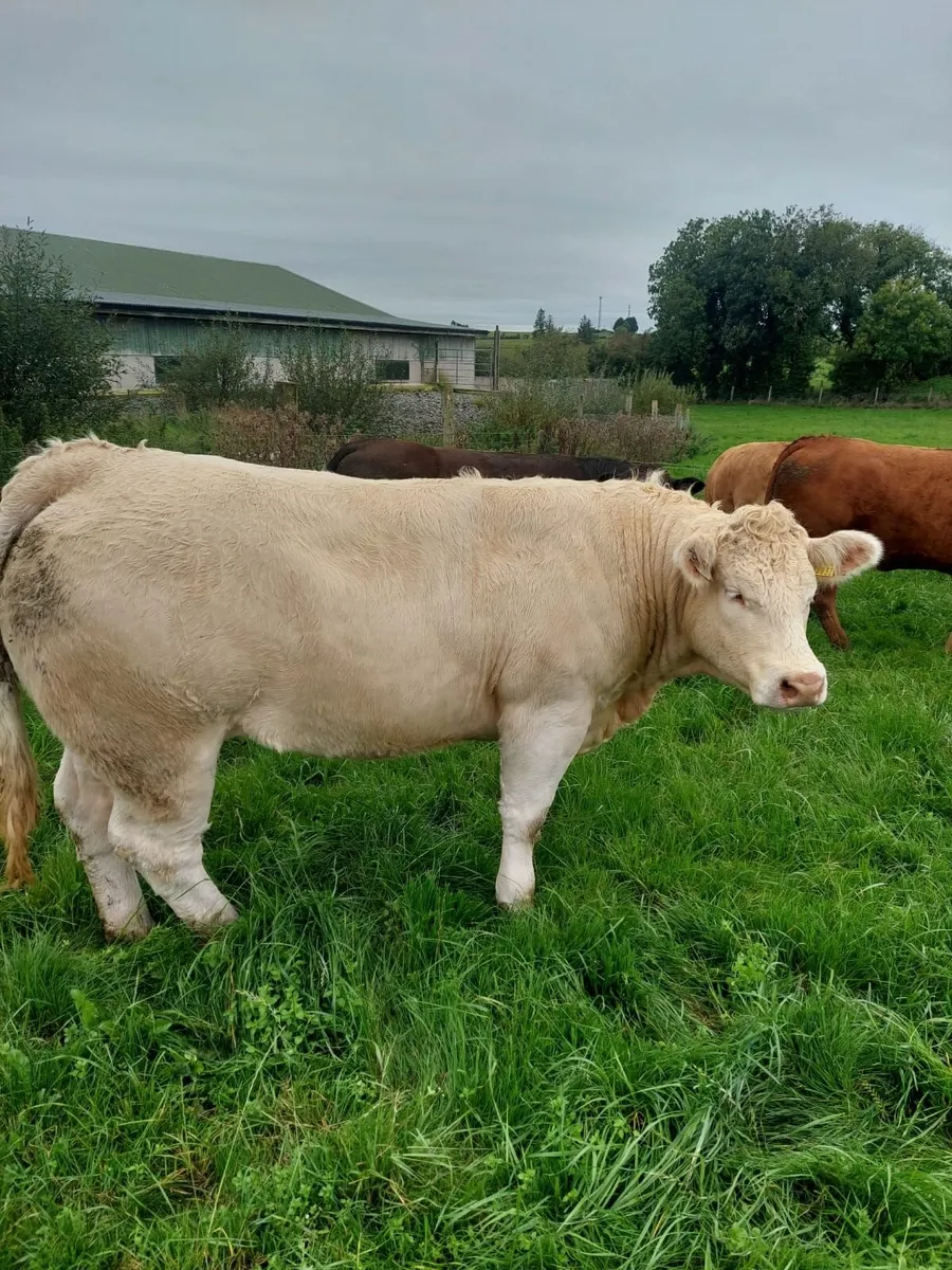 Continental Heifers - Image 1
