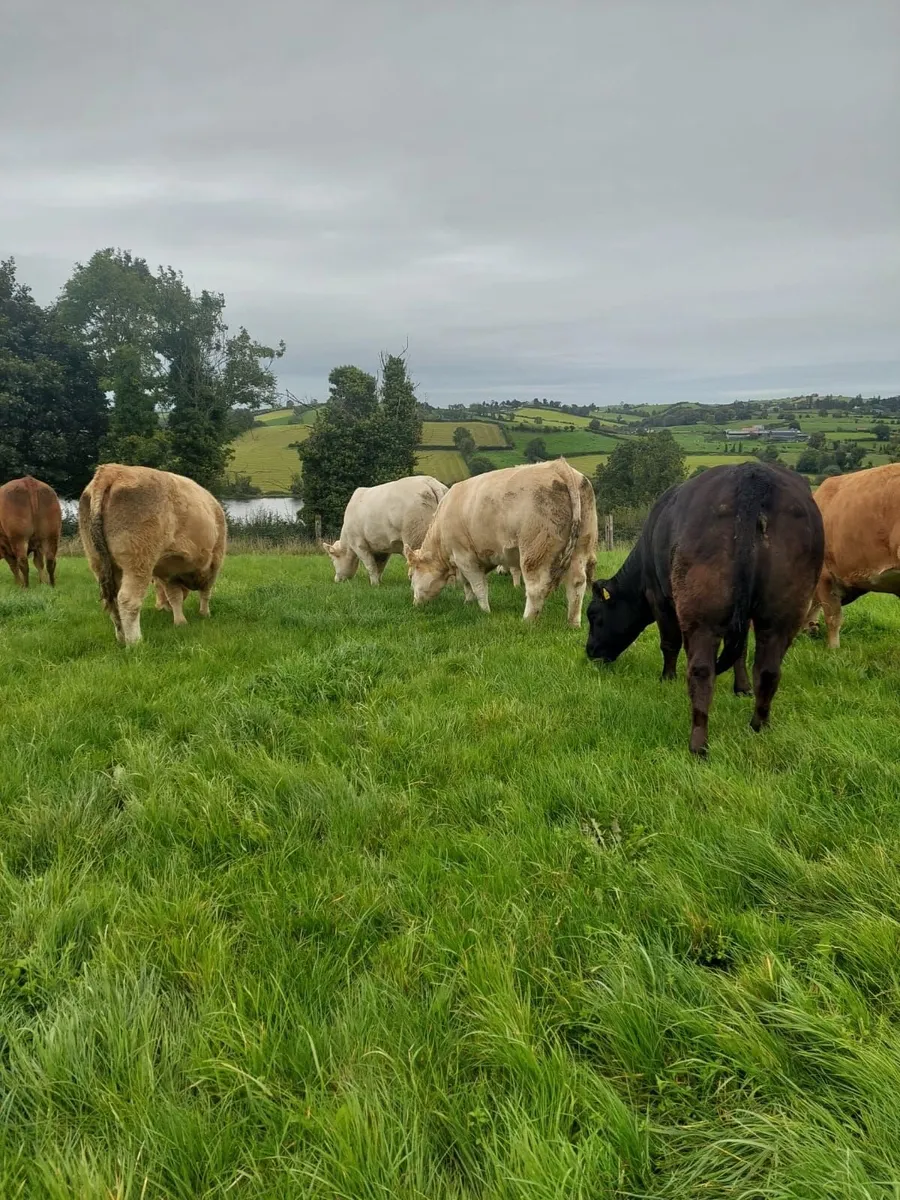 Continental Heifers - Image 2