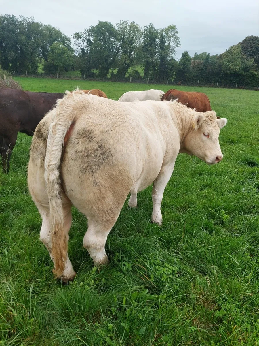 Continental Heifers - Image 3