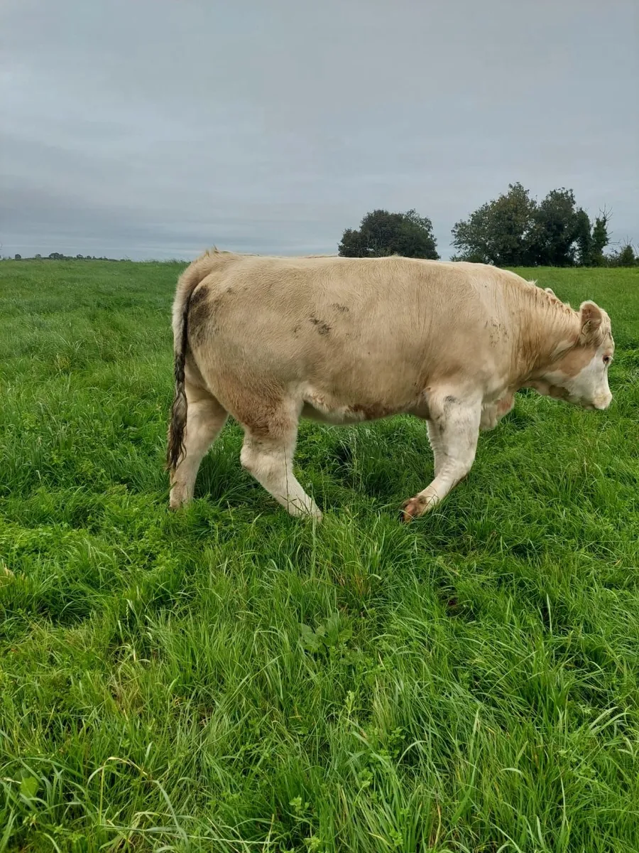 Continental Heifers - Image 4