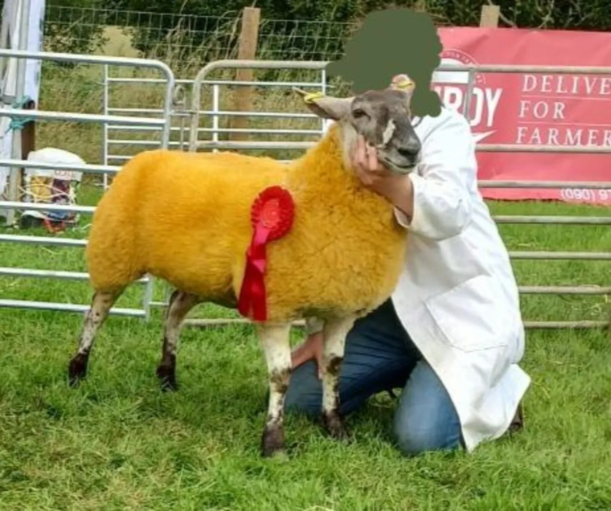 Show quality crossbred ewe lamb - Image 2