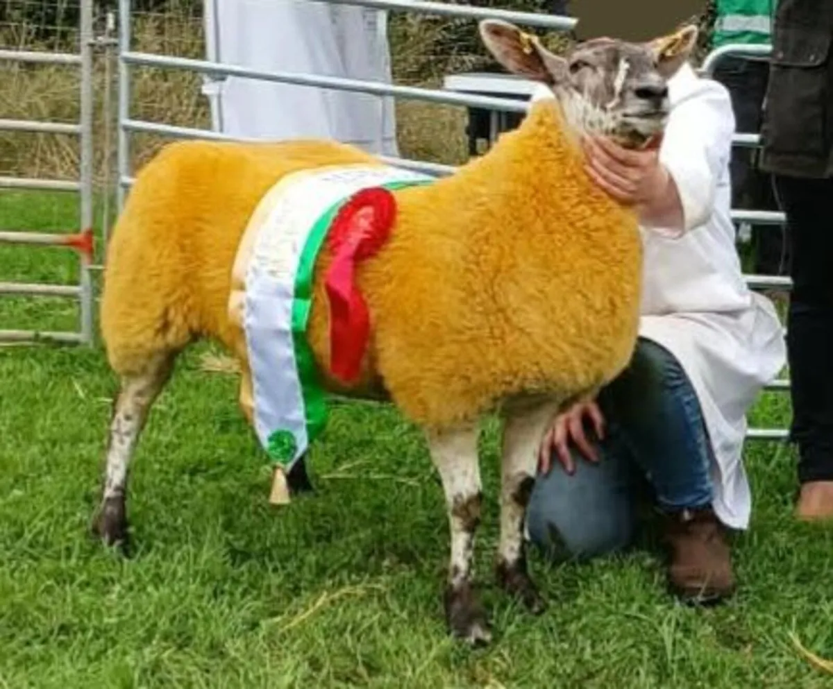 Show quality crossbred ewe lamb - Image 3