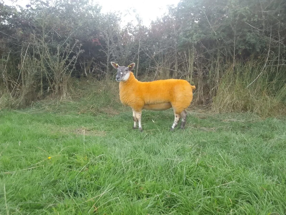Show quality crossbred ewe lamb - Image 1