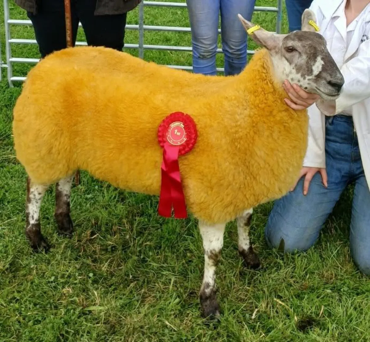 Show quality crossbred ewe lamb - Image 4