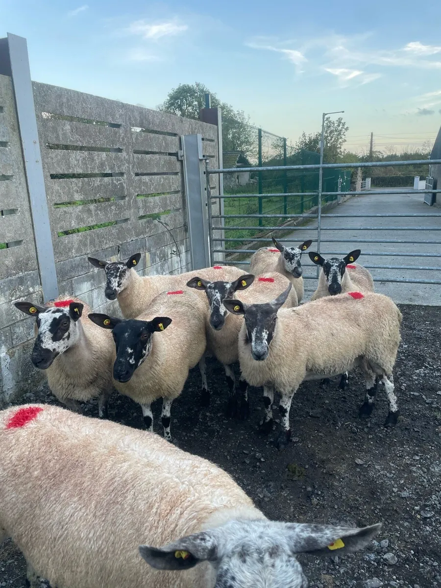 💥 Mountbellew Mart tomorrow 💥 - Image 1