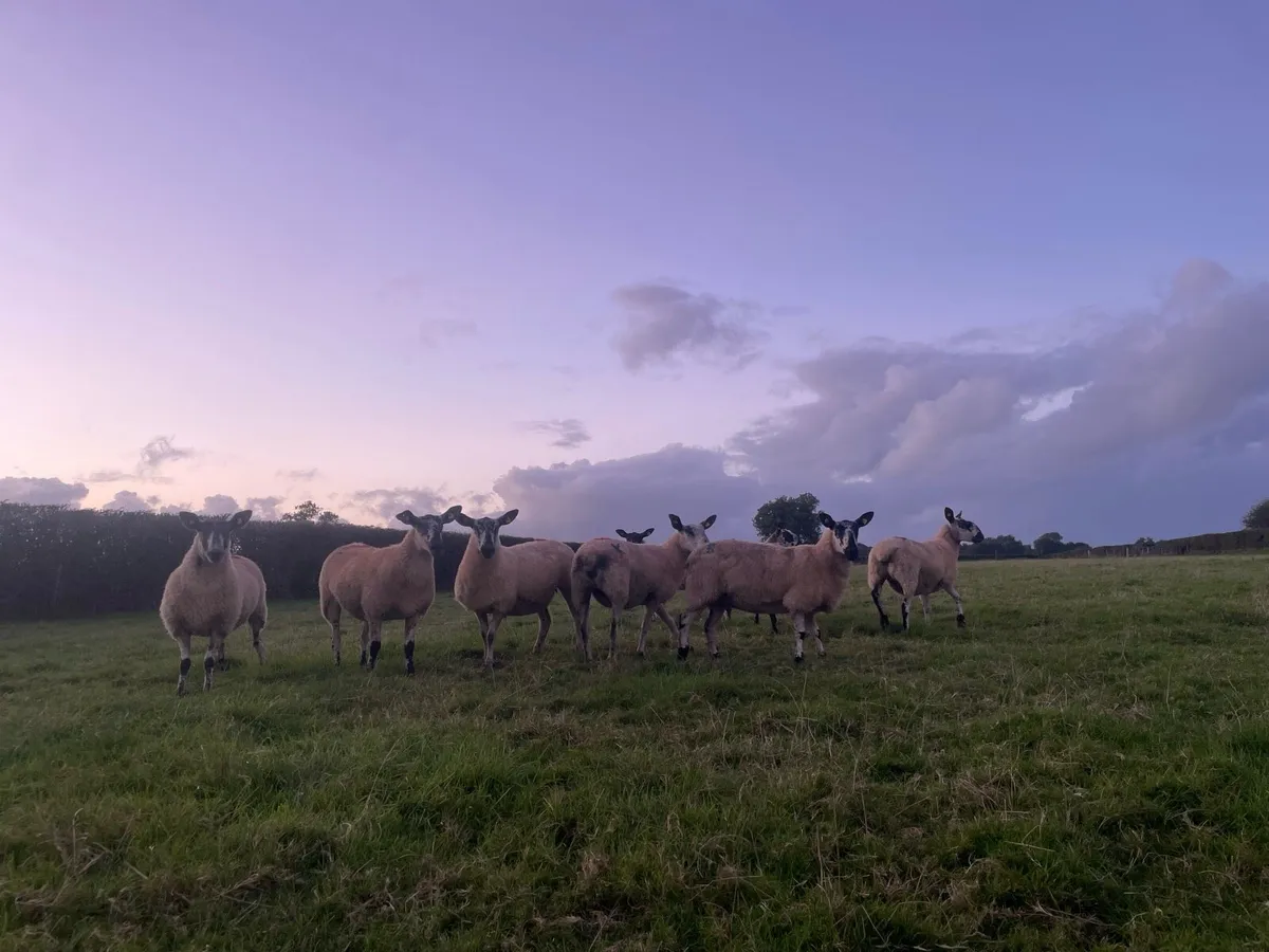 💥HOGGETS FOR SALE 💥 - Image 2