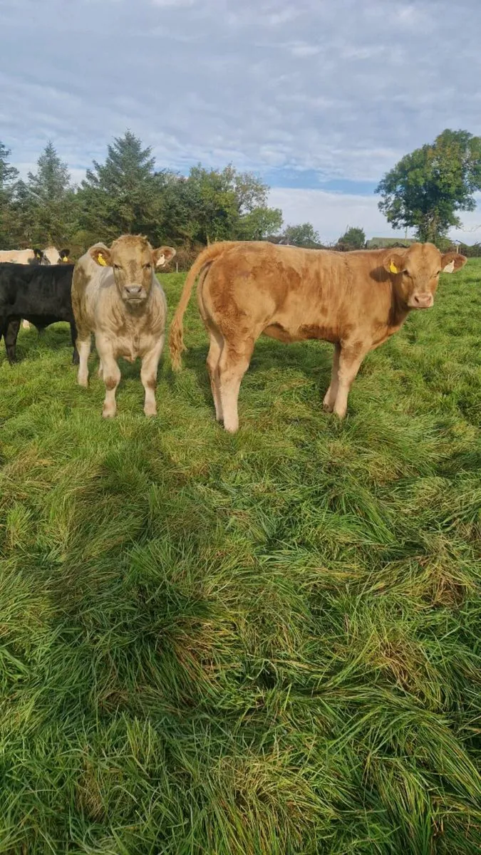 6 Homebred AI-Bred Weanlings – Ennis Mart, Tuesday - Image 3