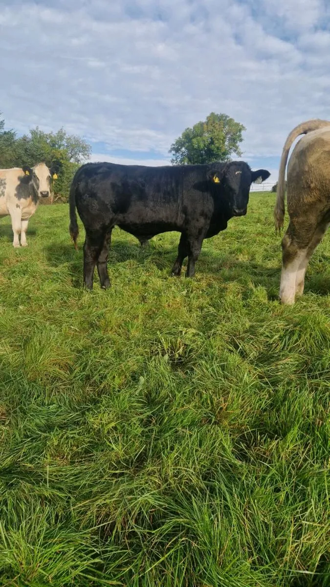 6 Homebred AI-Bred Weanlings – Ennis Mart, Tuesday - Image 2