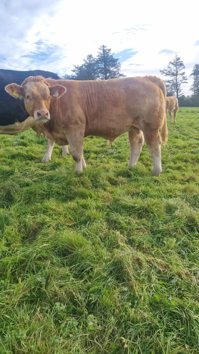 6 Homebred AI-Bred Weanlings – Ennis Mart, Tuesday - Image 4