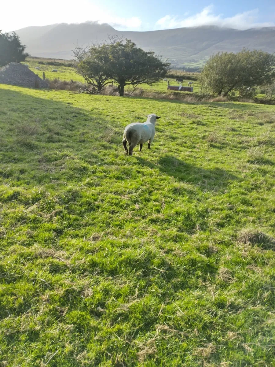 Sheep - Image 2