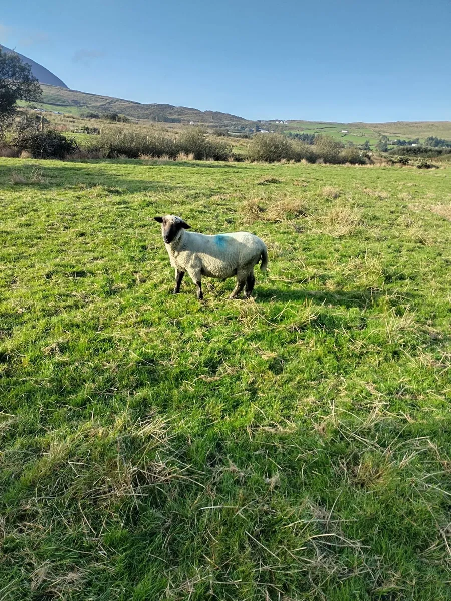 Sheep - Image 4