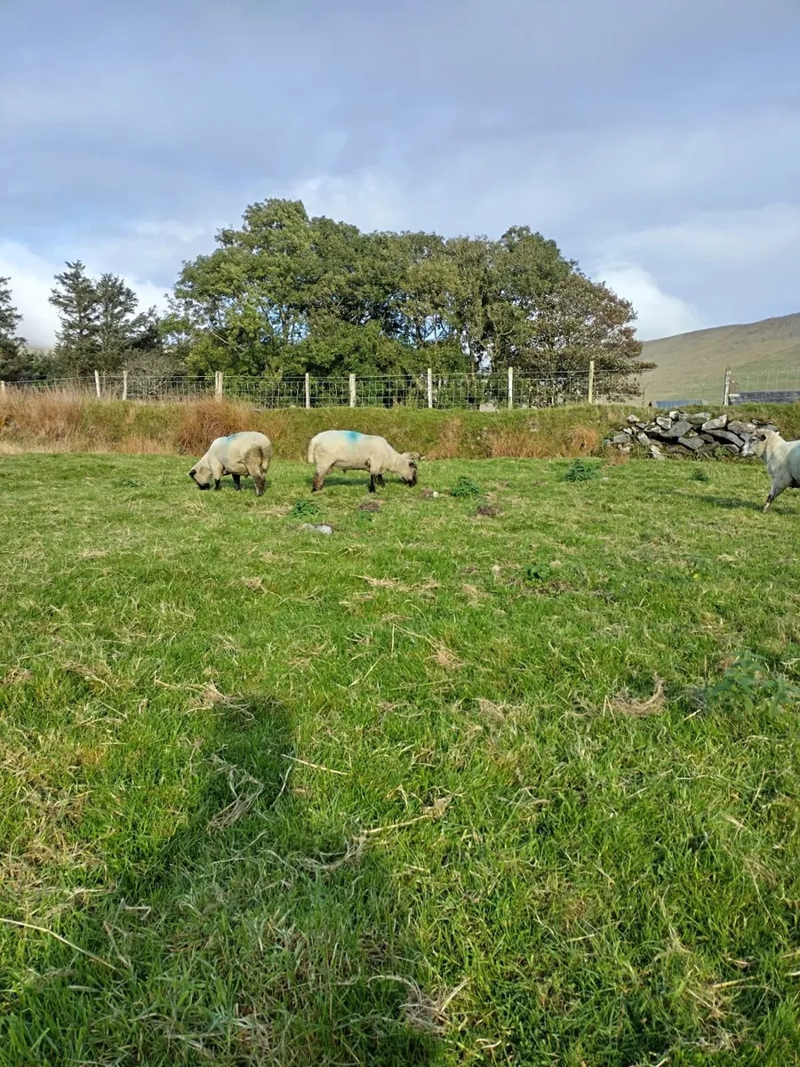 Sheep - Image 1