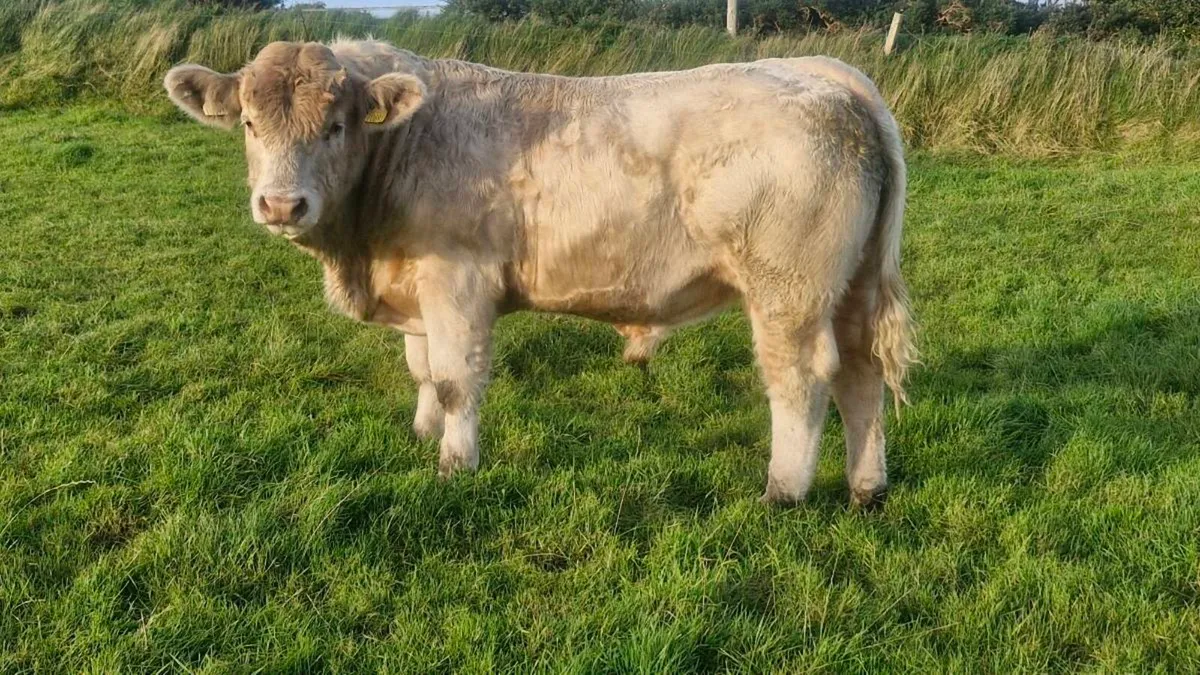 Charolais bull - Image 1