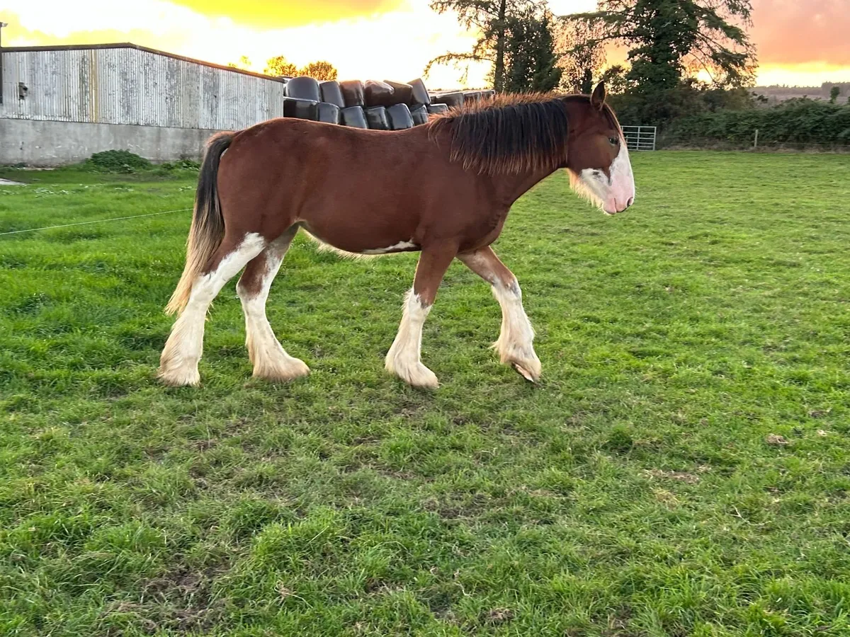 Clydesdale Yearling Filly (registered) - Image 3