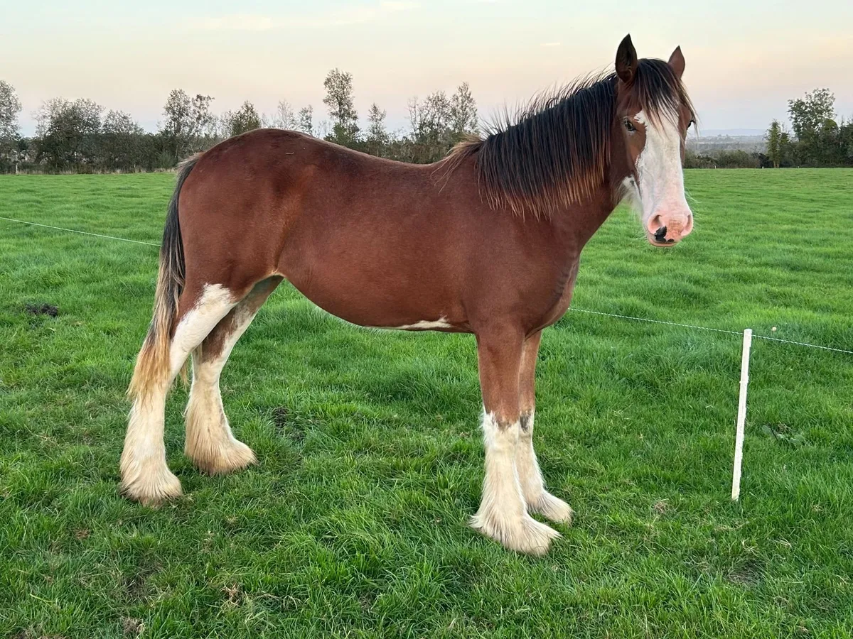 Clydesdale Yearling Filly (registered) - Image 2